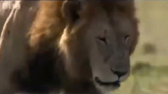 #Учимсядома Сен Санс "Карнавал животных" часть1 смотреть онлайн