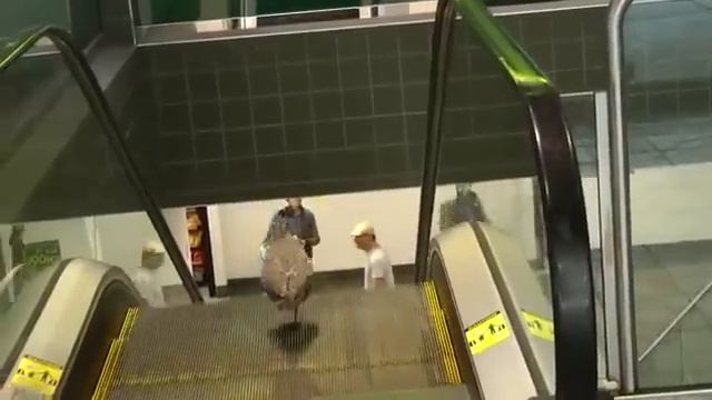 Птица без ума от эскалатора .. Теперь ты видел все! смотреть онлайн
