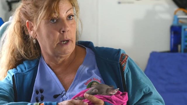 Wombats Are Not Pets