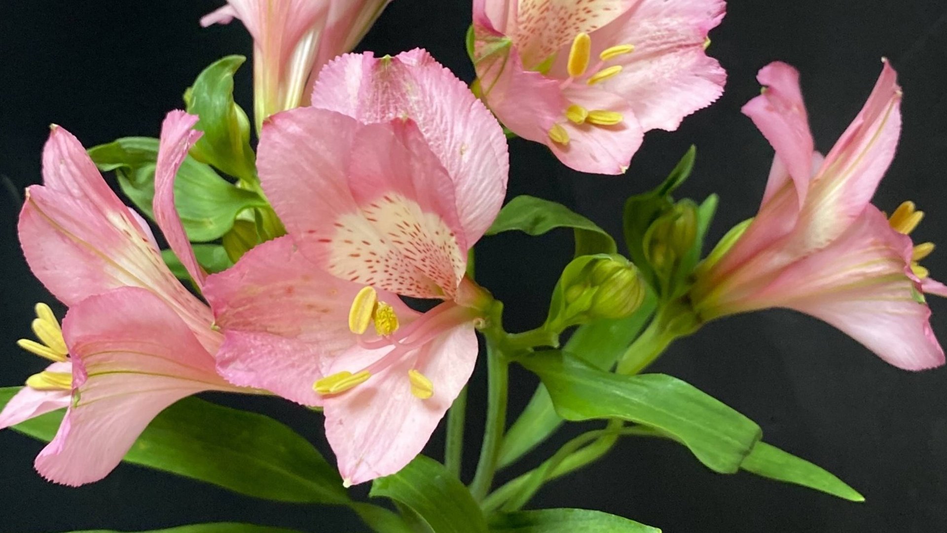 Альстромерия