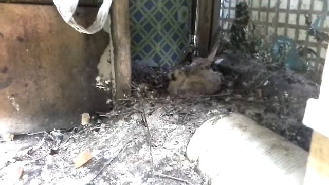 Маленькие голубята смотреть онлайн