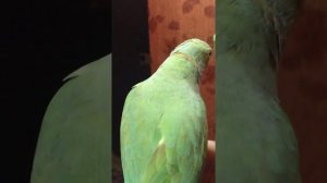 Говорящий ожереловый попугай