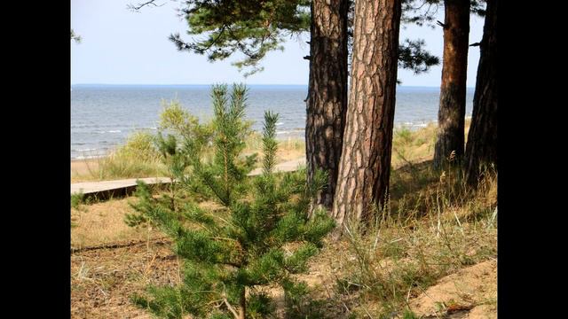 VLOG | (((Выходные,пикник на море;кофе;киса;прогулка на речку))) смотреть онлайн