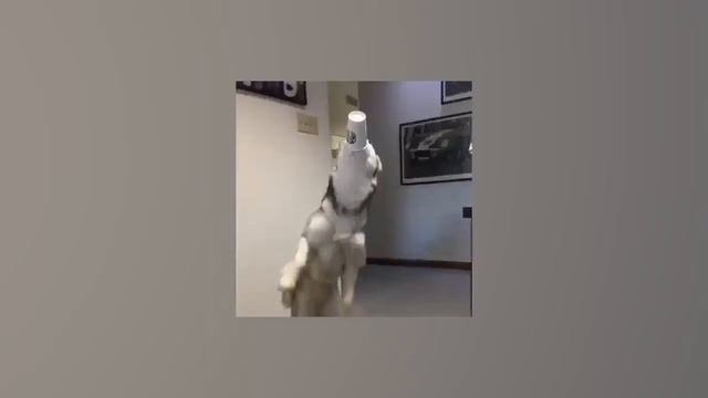 Забавные животные ? New Funny Cats and Dogs Videos ?? смотреть онлайн