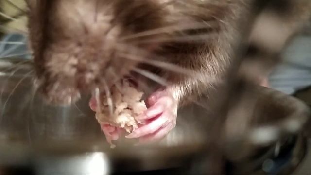 МОЯ ДОМАШНЯЯ КРЫСА | MY PET RAT | LUKAS смотреть онлайн