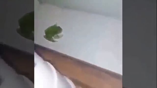 froggo смотреть онлайн