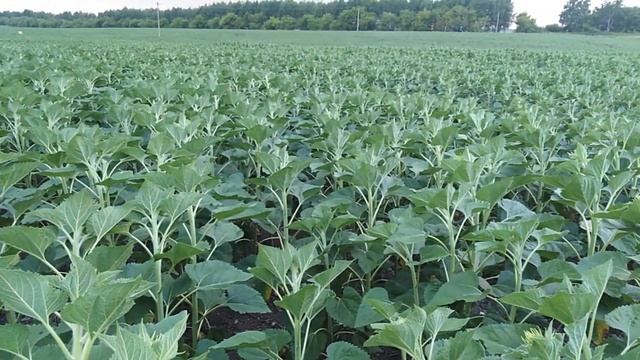 прямой посев подсолнечника смотреть онлайн