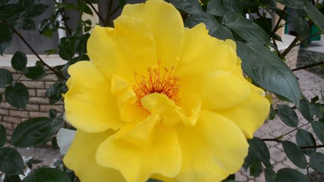 Желтая роза смотреть онлайн