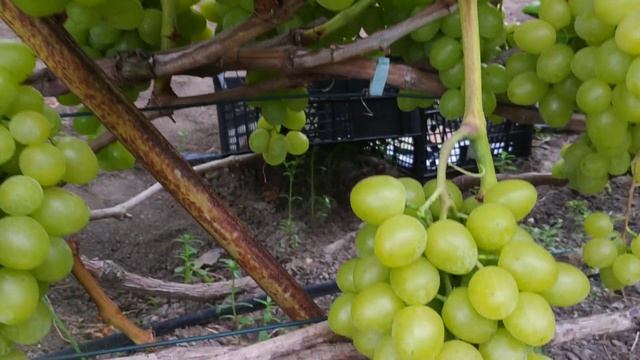 Виноград хелена на 15.08.22р. смотреть онлайн