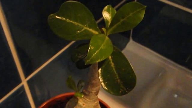 Трипсы. Моя борьба с трипсами!