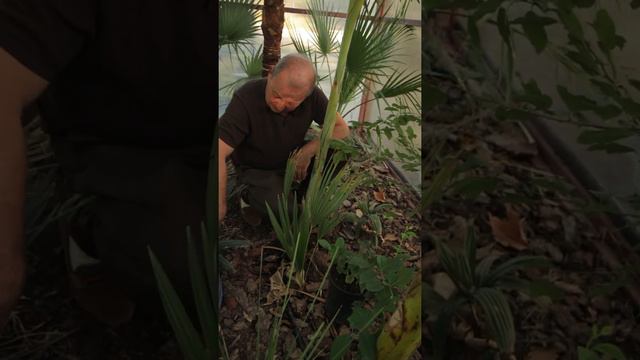 Пальма Раф смотреть онлайн