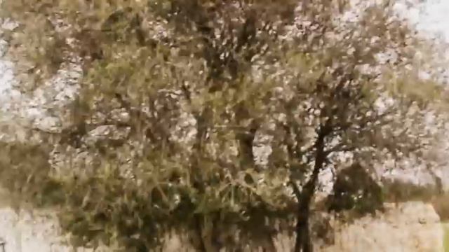 ПОРТУГАЛИЯ: Бамбук, лимоны, апельсины... Portugal смотреть онлайн