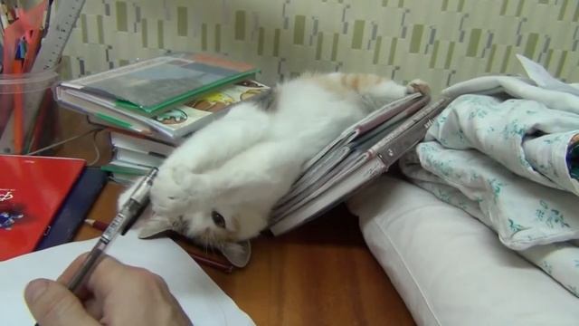 CAT ! Кошка ! смотреть онлайн