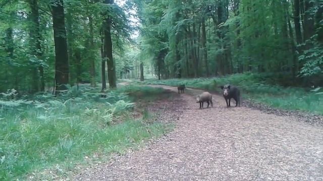 Дикие кабаны  Лес