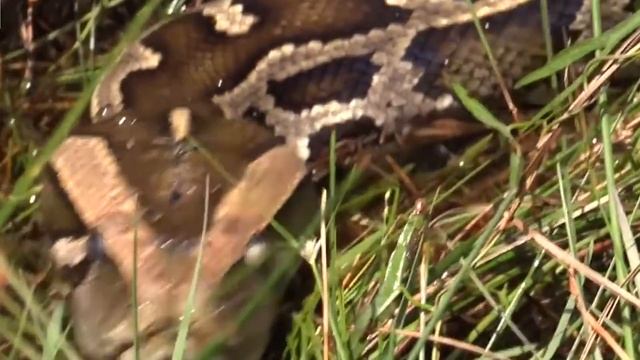 10 Biggest Snakes Ever Discovered смотреть онлайн