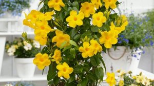 ДИПЛАДЕНИЯ цветы мечты #цветы #дипладения #мандевилла