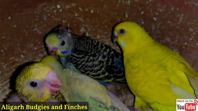 400 Australian Parrots Colony Breeding visit смотреть онлайн