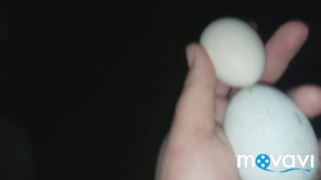 Гуси дерутся - куры отвлекают!! смотреть онлайн