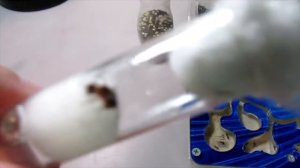 Поймал матку рыжих муравьёв!