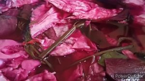 ?ХРУСТЯЩАЯ капуста по-грузински ПРАВИЛЬНАЯ КАПУСТА по гурийски✅ идеальная закуска