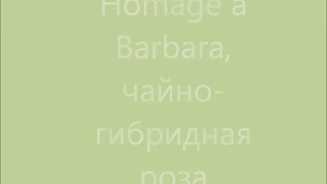 ФОТО РОЗ Schone Koblenzerin, Homage a Barbara, Annelies смотреть онлайн