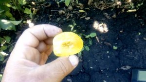 диплоидная слива Широ