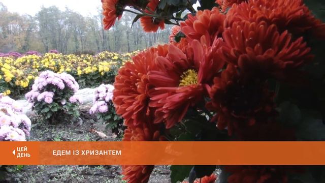 Бал хризантем: у колекції Ботанічного саду - майже сотня сортів осінньої квітки смотреть онлайн