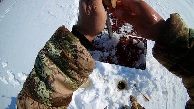 Красноперка и плотва, рыбалка на Волге.