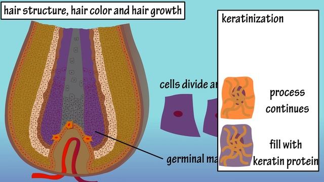 Structure Of Hair Follicle - Hair Color - How Does Hair Growth Work