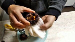 как открыть морского ежа