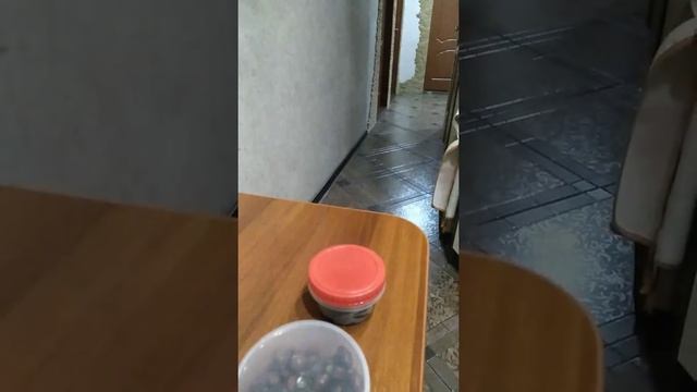 Факты о шиншилле смотреть онлайн