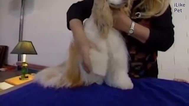 Американский кокер спаниель Уход и содержание на iLikePet смотреть онлайн