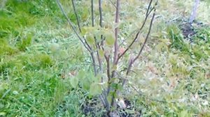 Айва продолговатая или обыкновенная, выращенная из семечка в Средней полосе.