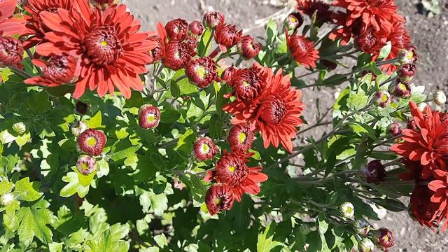 Корейская хризантема Липстик смотреть онлайн