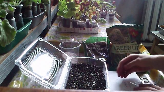 Выращивание Адениума : посев семян в домашних условиях. Часть I