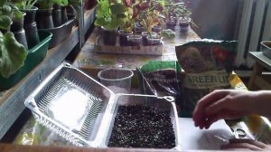 Выращивание Адениума : посев семян в домашних условиях. Часть I