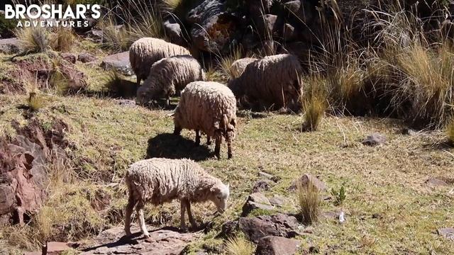 Lake Titicaca Adventure: Uros Islands, Taquile, Sillustani, Isla del Sol ?? смотреть онлайн