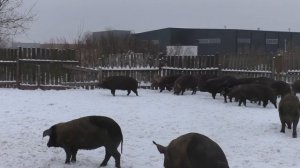 Содержание поросят зимой в открытом вольере