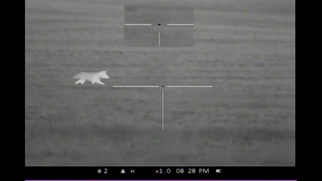 Coyote No. 25 Thermal Hard Charging Pulsar Apex XD75 Quantum XD50S Never Say Never смотреть онлайн