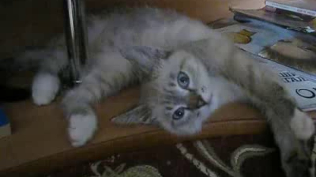 Котэ деактивировался смотреть онлайн