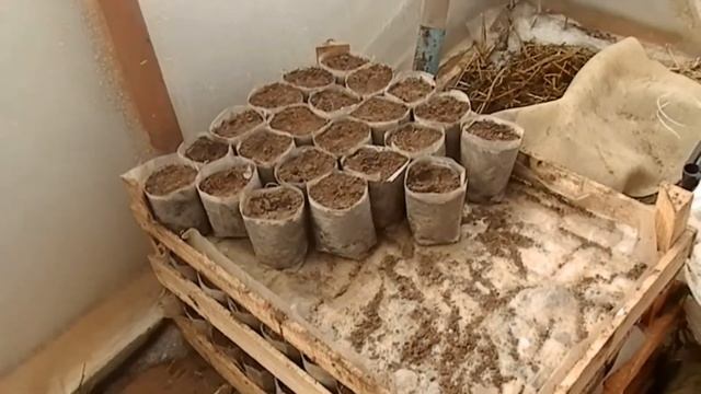 Зима уходит величаво! Обзор теплицы перед переездом. смотреть онлайн