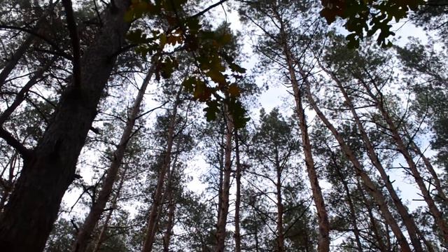 Золотая осень в лесу Очень красивое видео смотреть онлайн