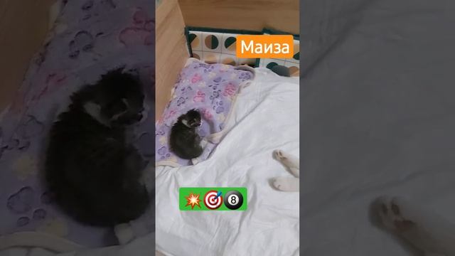 Маиза белая кошка с разными глазами #shorts смотреть онлайн