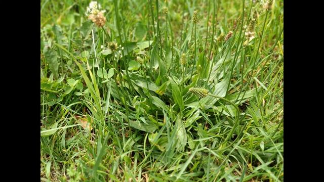 Подорожник ланцетолистий - (лат. Plantago lanceolata L.) смотреть онлайн