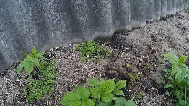 МАГОНИЯ ЦВЕТЕТ - ВЫРОСЛИ ГРИБЫ смотреть онлайн