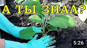 БАКЛАЖАНЫ от А до Я (от посадки до урожая)???