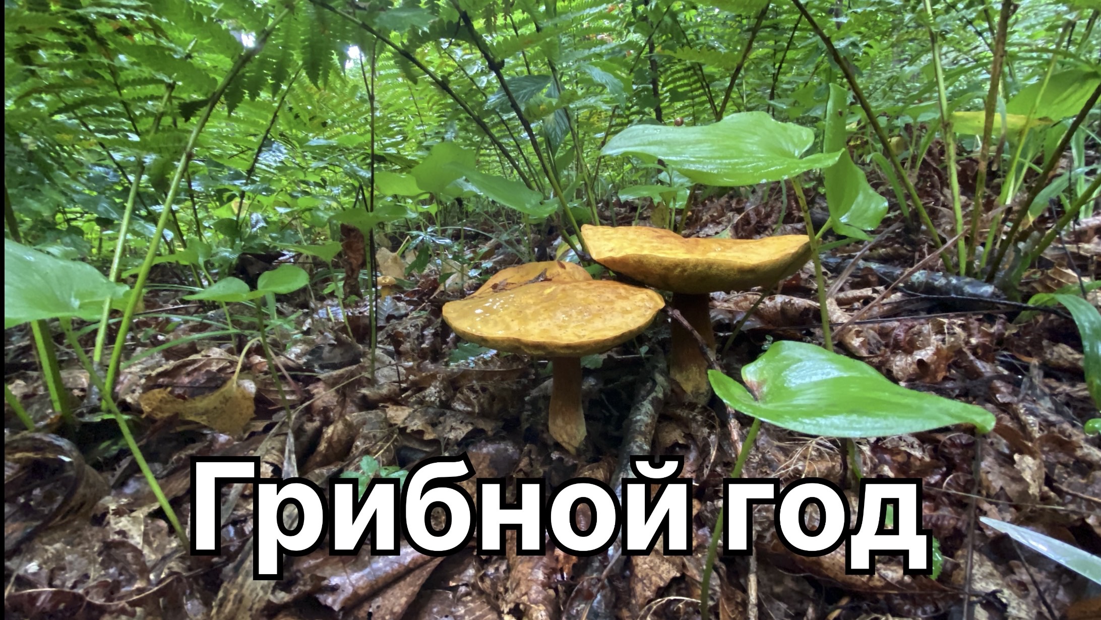 Вот это грибалка! Три корзины не хватило, грибы собирали мешками! Грибной год! 3 августа 2024 г. смотреть онлайн