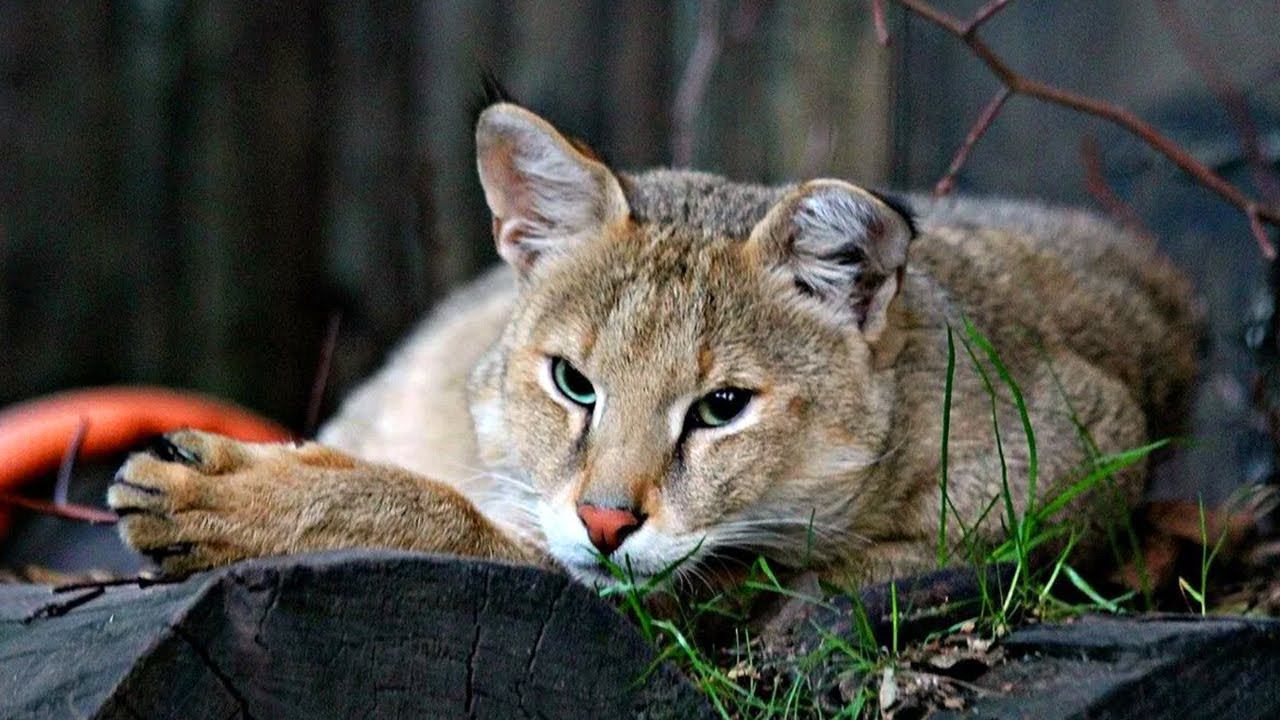 Камышовый кот - бесстрашный охотник на змей. Прыгун, пловец, рыболов. Интересные факты