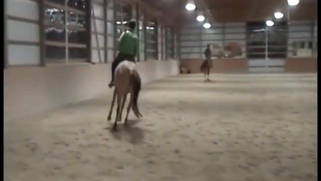 Enterprise Opie 2004 1/2 Kiger Mustang, winter 2012-13 смотреть онлайн