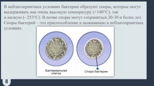"БАКТЕРИИ" урок биологии в 5 классе
